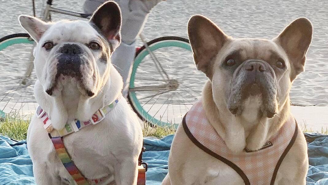 Gustav et Koji ont été retrouvés sains et saufs après avoir été victimes d’un enlèvement qui a terrifié Lady Gaga.